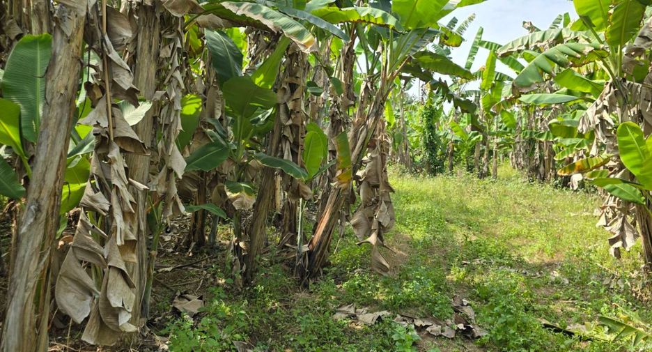 For sale land in Sawankhalok, Sukhothai