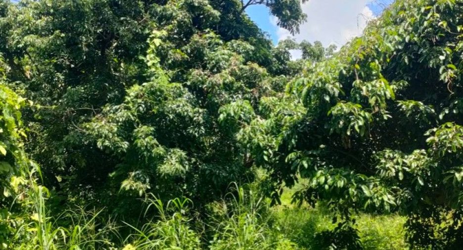 出售 土地 在 Sikhio, Nakhon Ratchasima