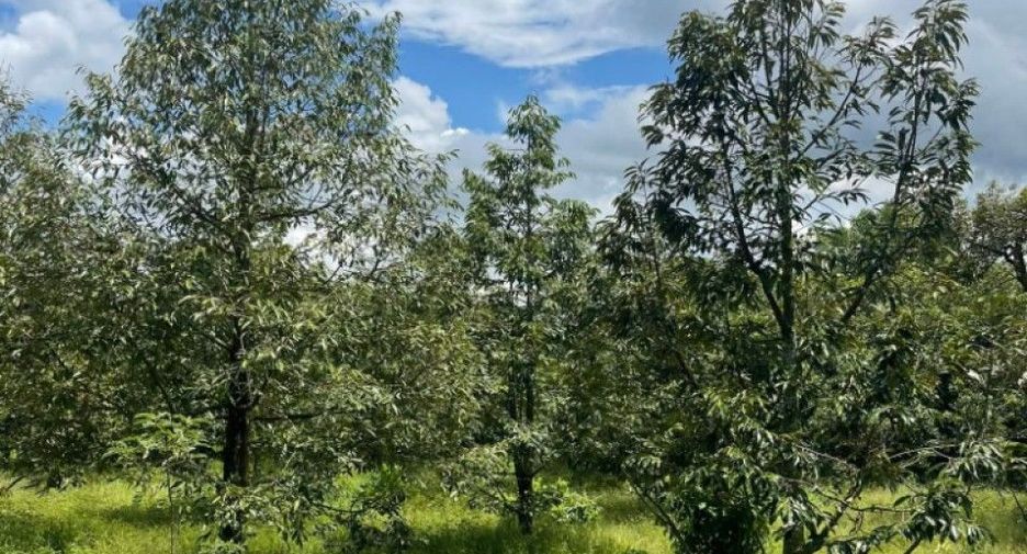 出售 土地 在 Tha Mai, Chanthaburi