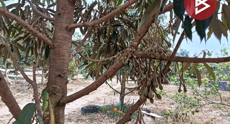 For sale land in Wang Chan, Rayong