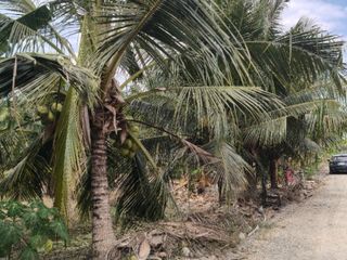 For sale land in Ban Phaeo, Samut Sakhon