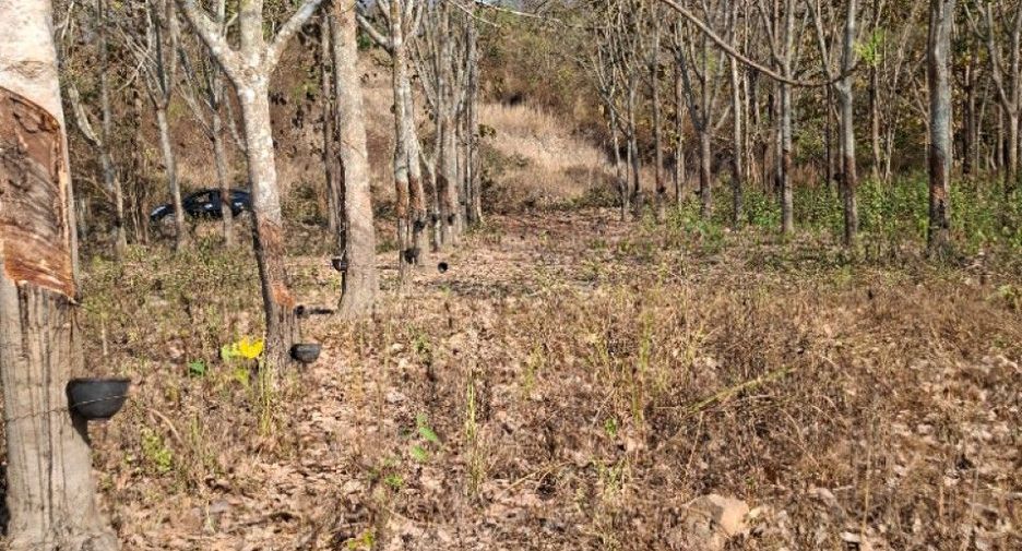 For sale land in Thoeng, Chiang Rai