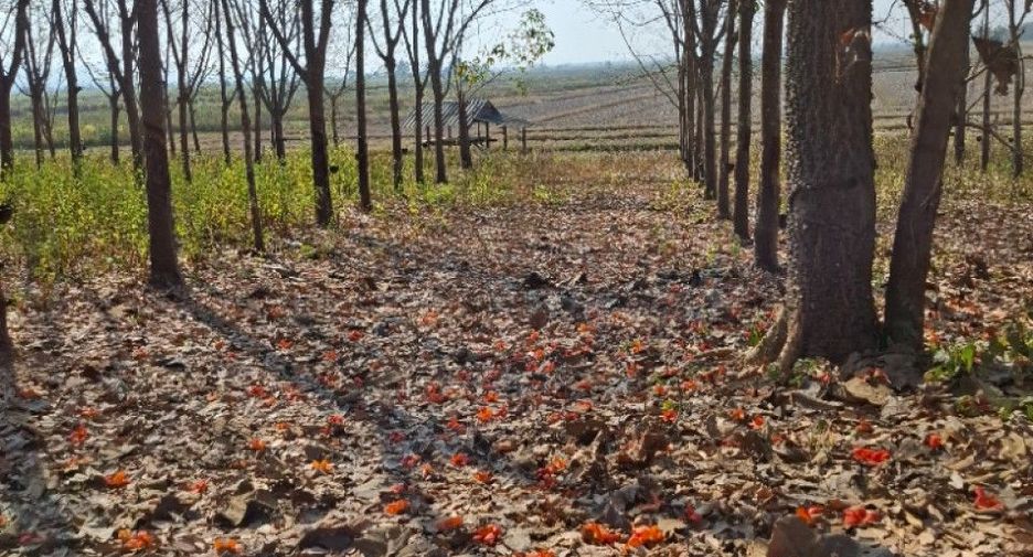 For sale land in Thoeng, Chiang Rai