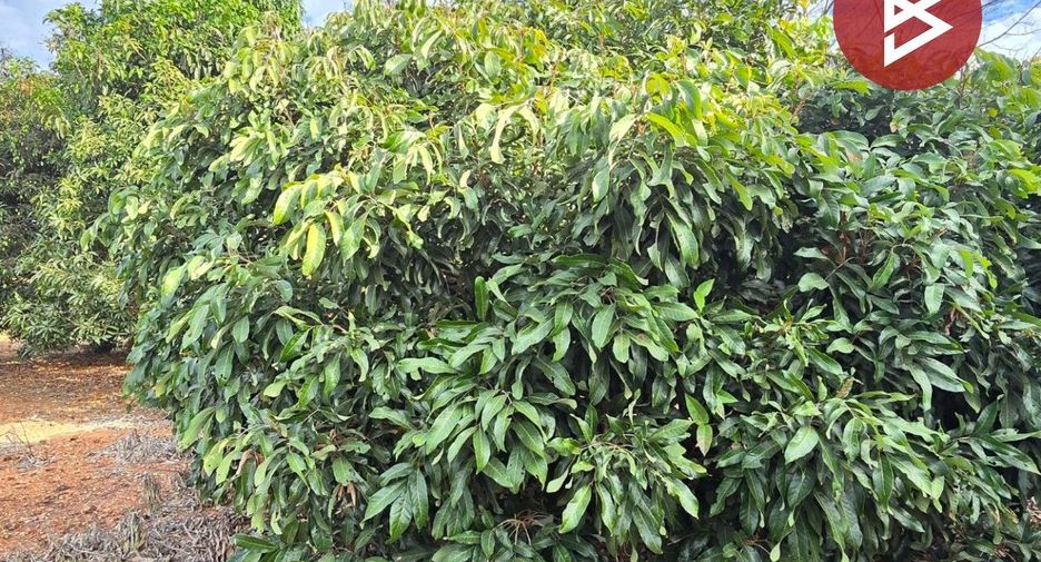 For sale land in Klaeng, Rayong