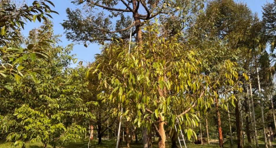 For sale land in Makham, Chanthaburi