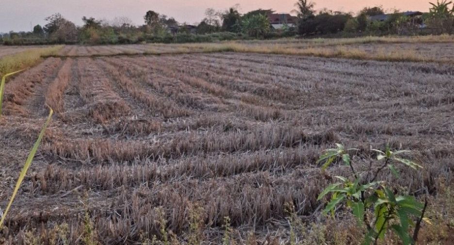 Grundstück zum Kauf in Thoeng, Chiang Rai