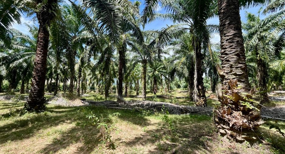 For rent land in Mueang Krabi, Krabi