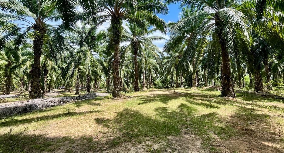 For rent land in Mueang Krabi, Krabi
