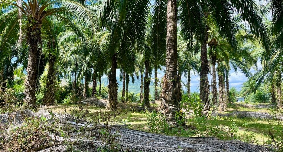 For rent land in Mueang Krabi, Krabi