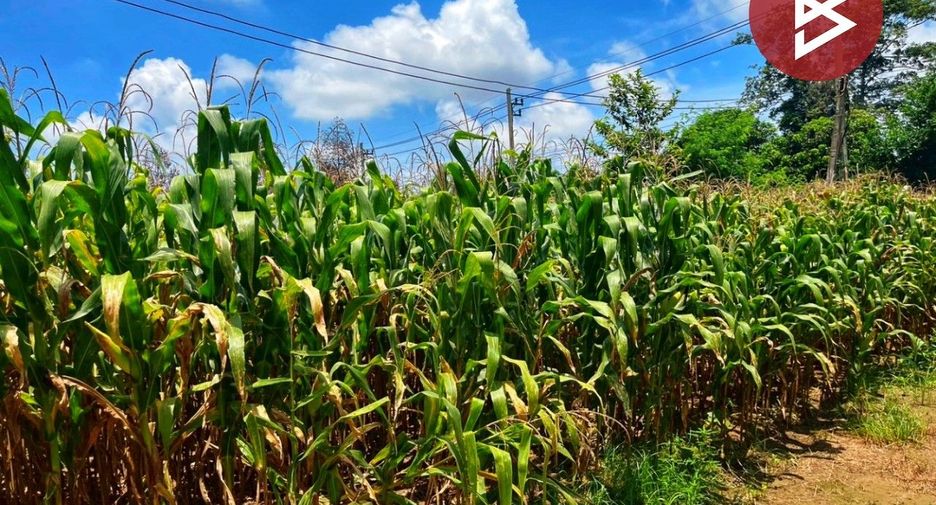 For sale land in Manorom, Chainat