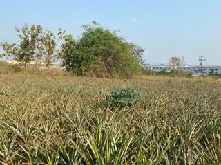 ขาย ที่ดิน ใน นิคมพัฒนา, ระยอง