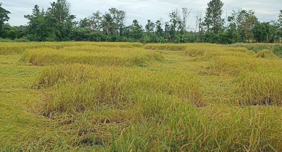 For sale land in Mueang Phetchabun, Phetchabun