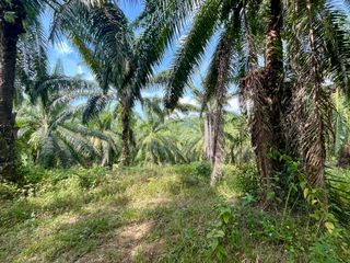 For sale land in Mueang Krabi, Krabi