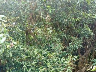 For sale land in Wiang Pa Pao, Chiang Rai
