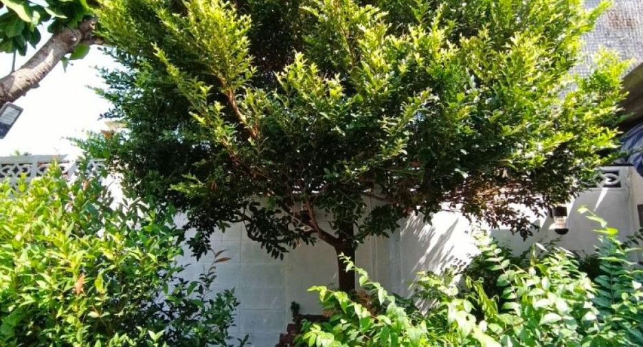 For sale land in Bang Phlat, Bangkok
