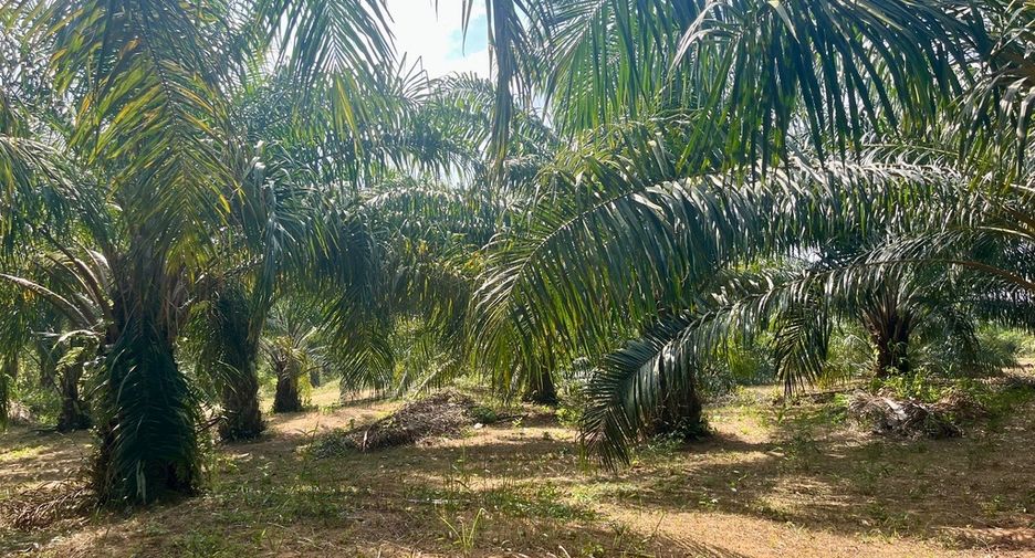 For sale land in Thai Mueang, Phang Nga