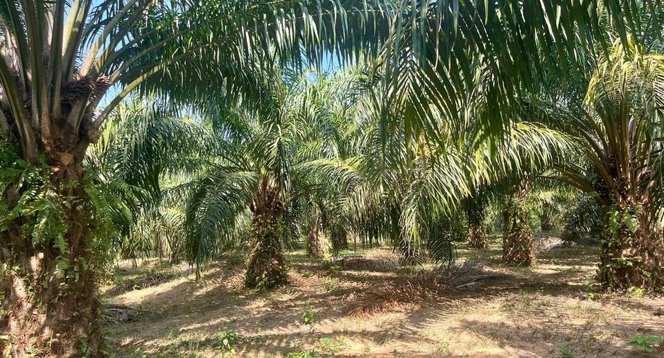 For sale land in Thai Mueang, Phang Nga