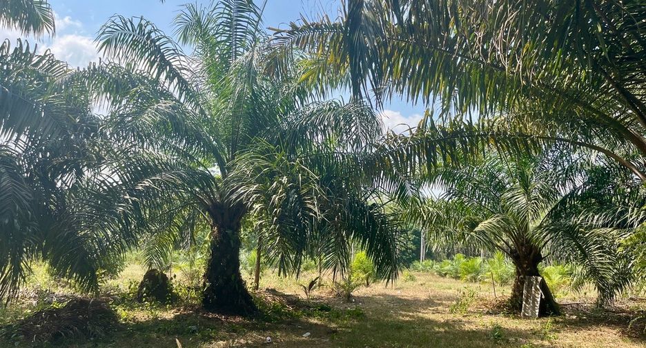 For sale land in Thai Mueang, Phang Nga