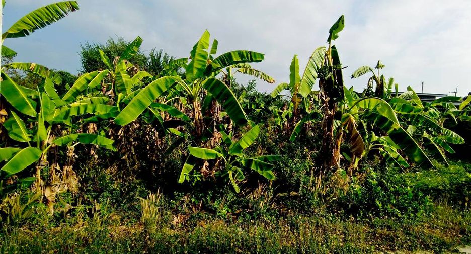 Продажа Участок в Phanat Nikhom, Чонбури
