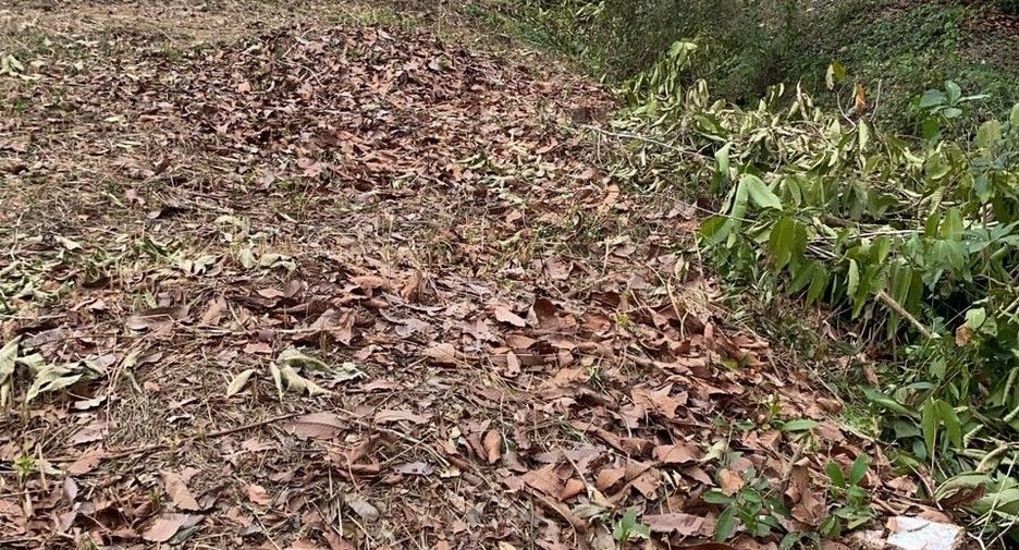 Продажа Участок в Makham, Чантхабури
