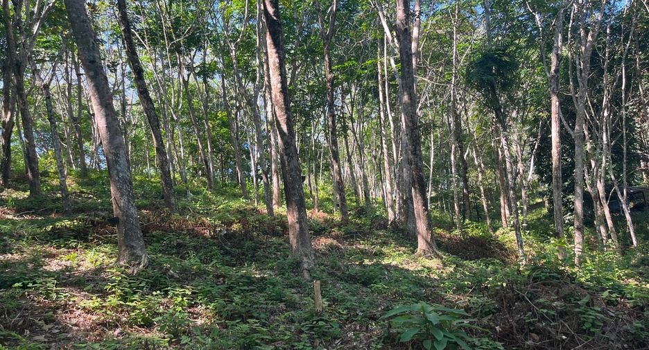 À vendre terrain à Takua Thung, Phang Nga