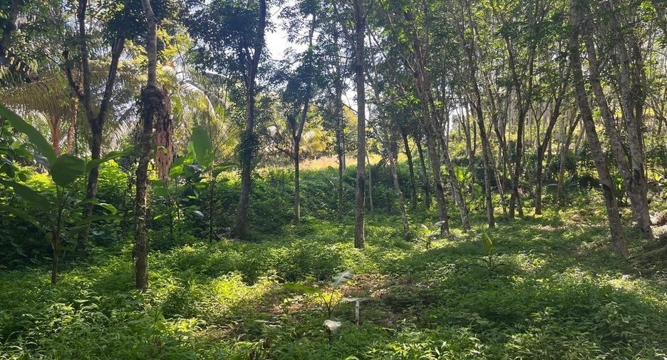 À vendre terrain à Takua Thung, Phang Nga