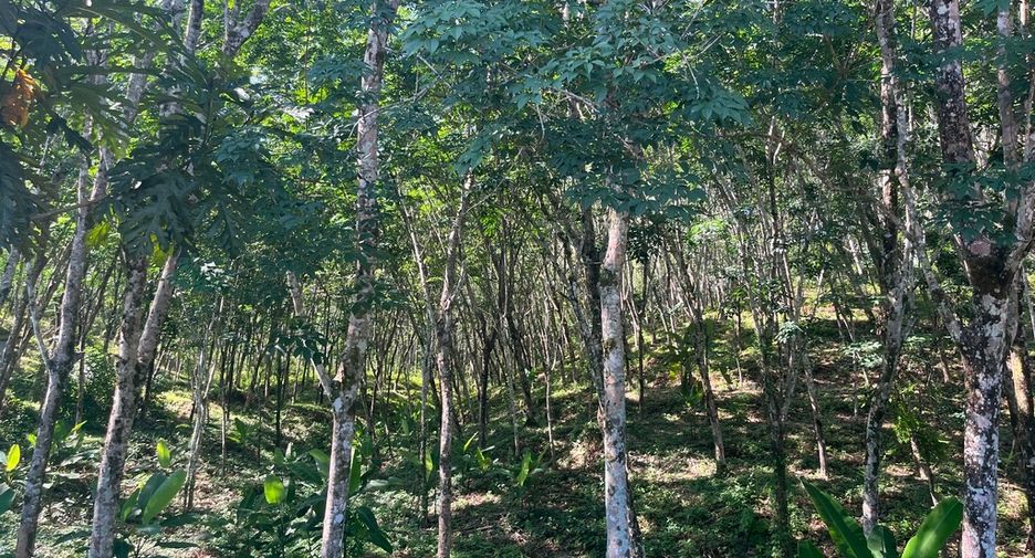 À vendre terrain à Takua Thung, Phang Nga
