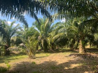 出售 土地 在 Thai Mueang, Phangnga