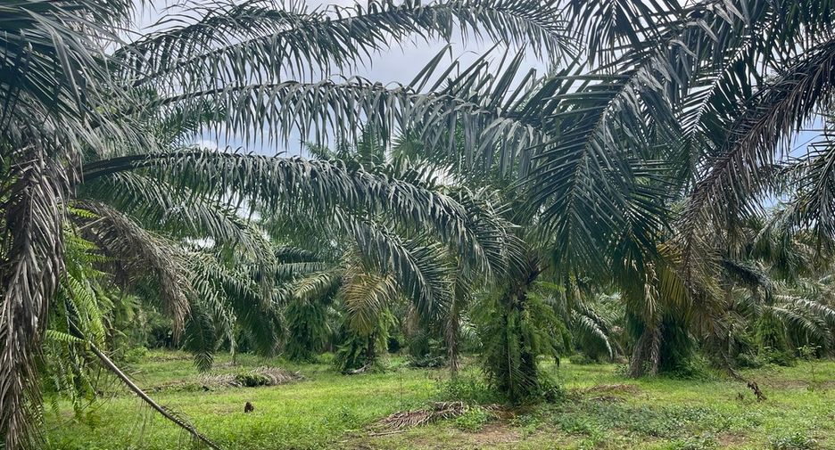 For sale land in Thai Mueang, Phang Nga
