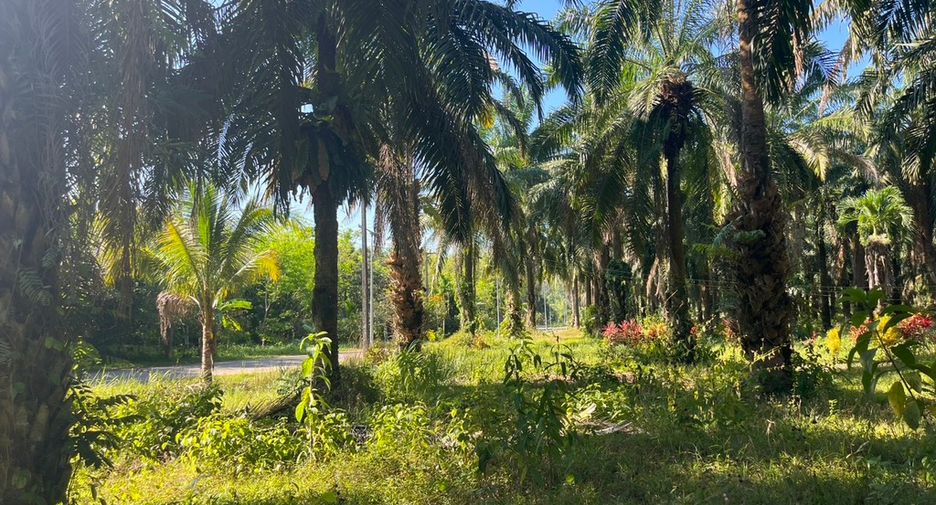 For sale land in Takua Thung, Phang Nga