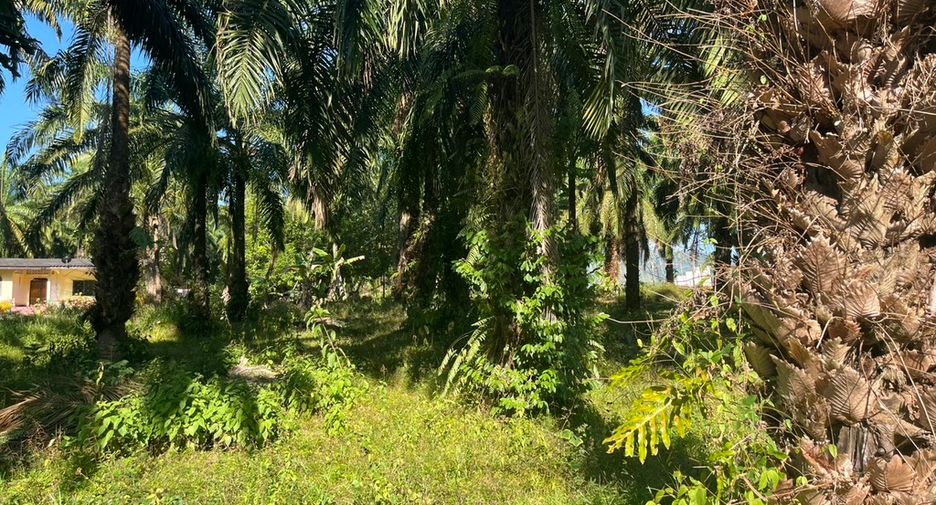 For sale land in Takua Thung, Phang Nga