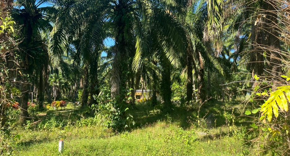 For sale land in Takua Thung, Phang Nga