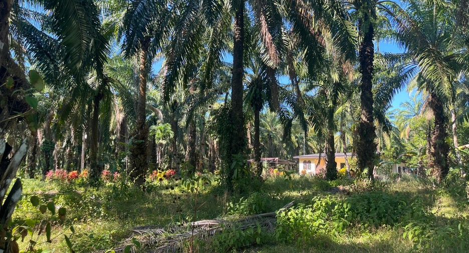 For sale land in Takua Thung, Phang Nga