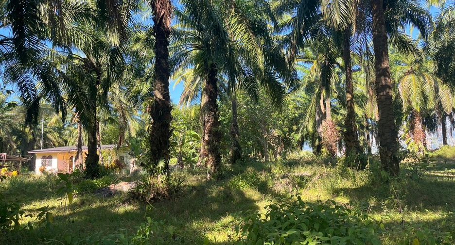 For sale land in Takua Thung, Phang Nga