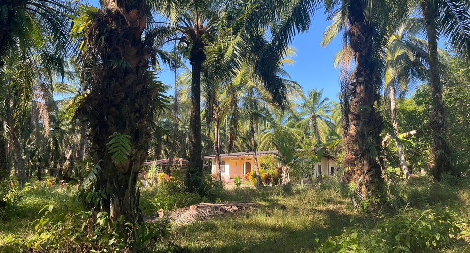 For sale land in Takua Thung, Phang Nga