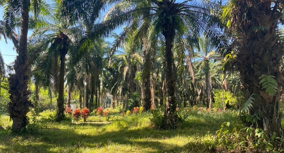 For sale land in Takua Thung, Phang Nga