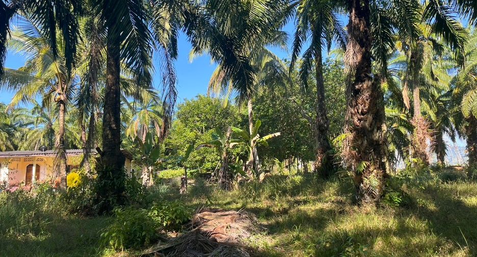 For sale land in Takua Thung, Phang Nga