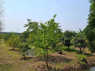 ขาย ที่ดิน ใน พุทธมณฑล, นครปฐม