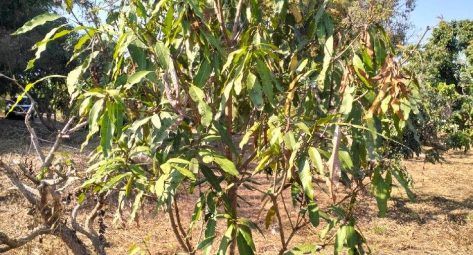 For sale land in Chom Thong, Chiang Mai