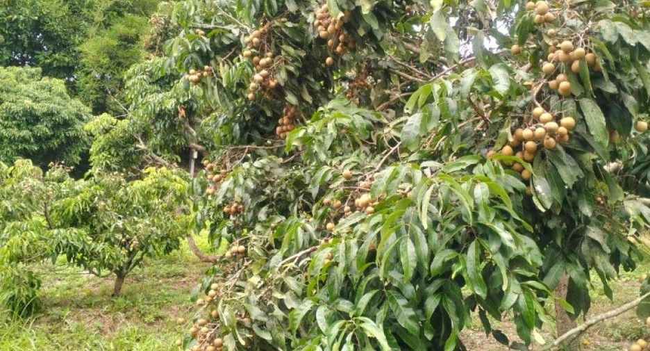 For sale land in Chom Thong, Chiang Mai