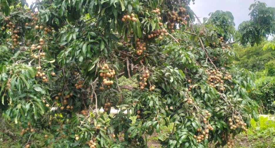 For sale land in Chom Thong, Chiang Mai