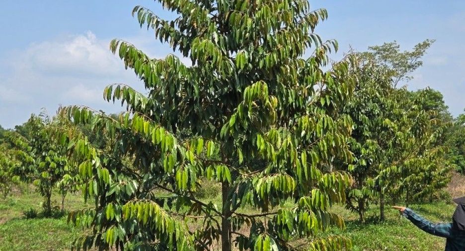 For sale land in Mueang Chanthaburi, Chanthaburi