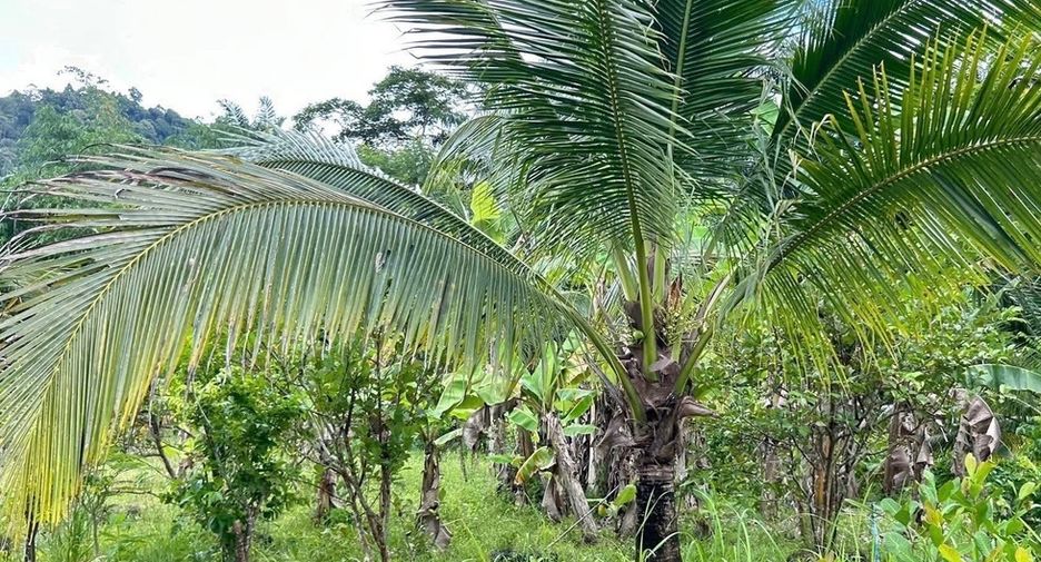For sale land in Takua Thung, Phang Nga