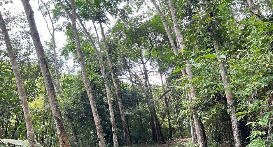 For sale land in Takua Thung, Phang Nga