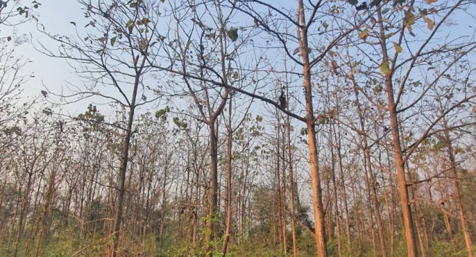 出售 土地 在 Ko Kha, Lampang