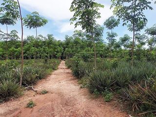 For sale land in Klaeng, Rayong