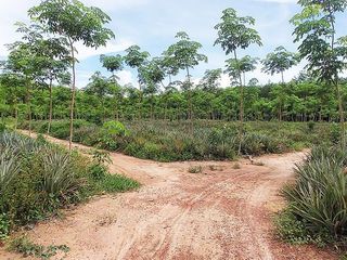 For sale land in Klaeng, Rayong