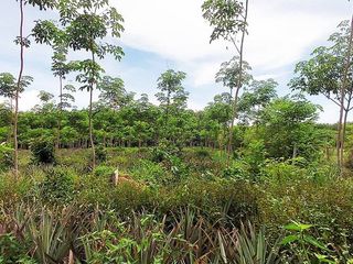 For sale land in Klaeng, Rayong