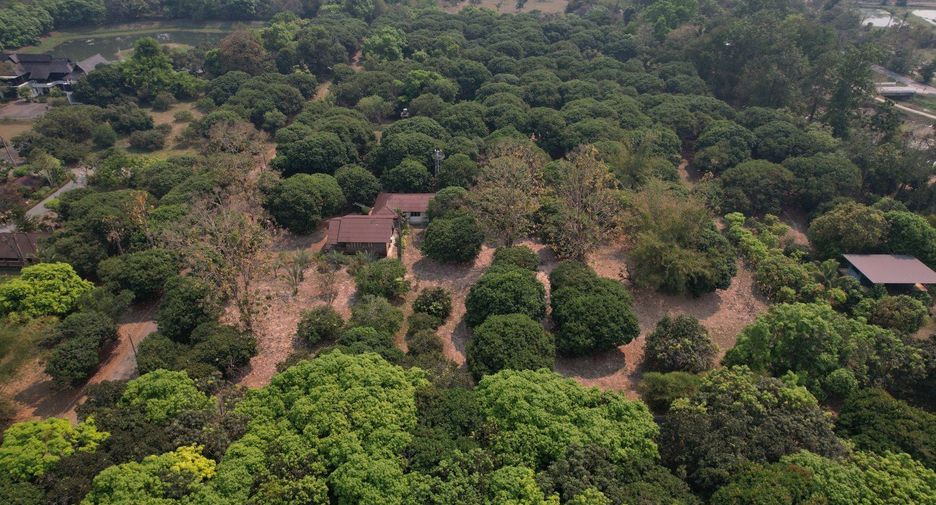 For sale land in San Sai, Chiang Mai