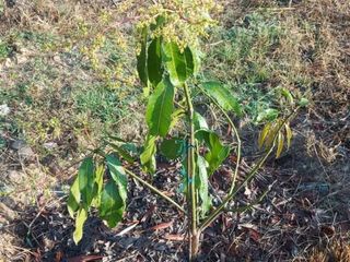 For sale land in Mueang Udon Thani, Udon Thani